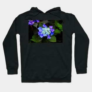 Close-up of a hydrangea with blue buds and flowers as well as green foliage Hoodie